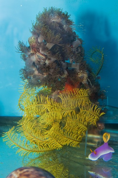 Yellow Sea Star in Saltwater Aquarium